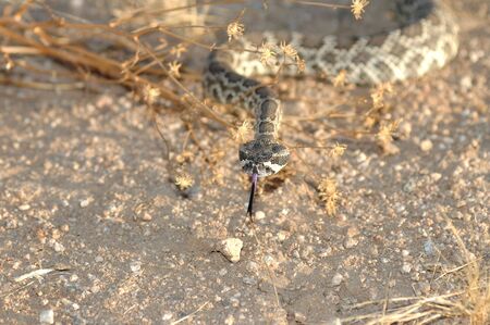 An image of a southern pacific rattlesnake taken in the Mojave desert of south California.
