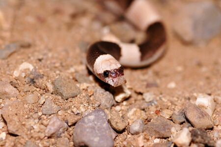 A saddled leafnose snake photographed at night in Arizona.の写真素材
