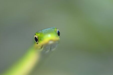 A unique macro image of a rough green snake with very shallow depth of field.