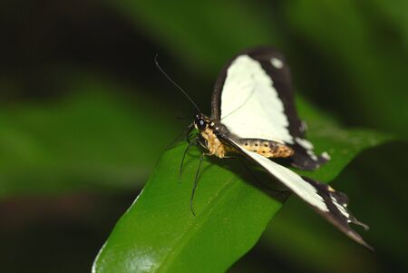 This yellow and brown butterfly has landed on a slick green leaf.