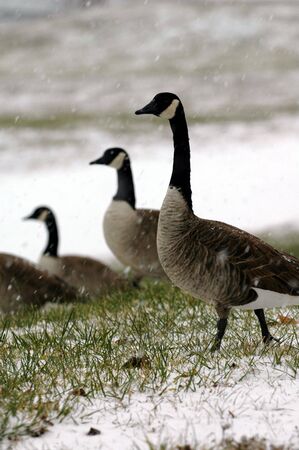 Canada geese land on the ground to wait out a snow storm.の写真素材