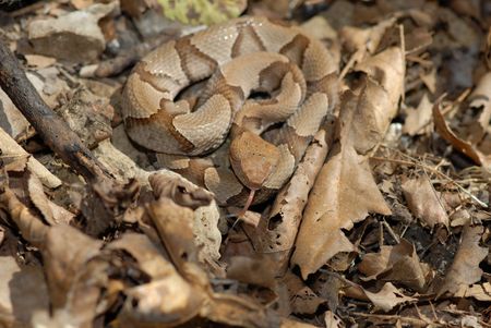A young copperhead snake is hard to see when coiled among leaf litter on the forest floor.の写真素材