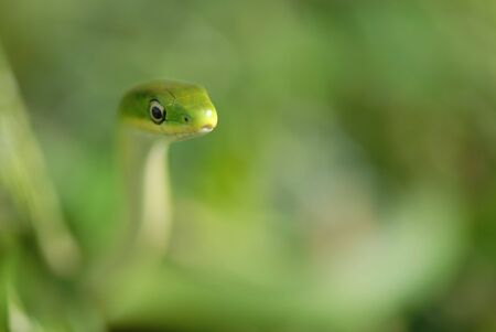 An image of a rough green snake with very limited depth of field to emphasize the animals ability to blend in with it's natural surroundings.の写真素材