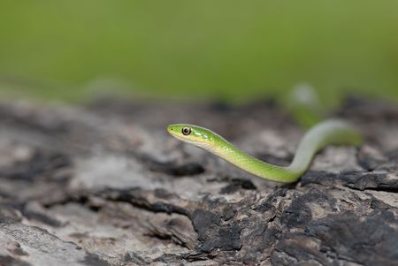 A small but very healthy wild rough green snake crawling across a piece of bark with a natural green...