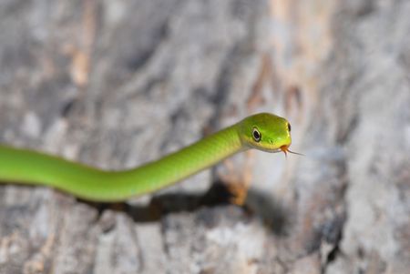 A rough green snake crawling across a piece of fallen bark.の写真素材