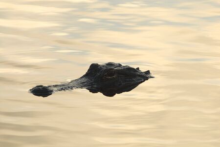 An american alligator floating in calm water early in the morning.の写真素材