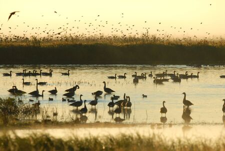 It's a busy morning in the wetlands of a Missouri wildlife refuge.の写真素材
