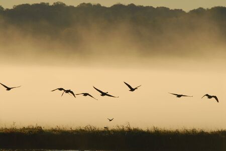 Geese take flight from the refuge of the wetlands waters.の写真素材