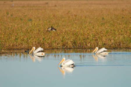 Three white pelicans swimming in a triangle pattern on mirror smooth water.の写真素材