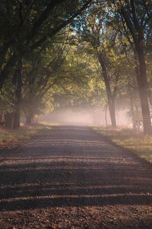 Fog covers a gravel road on an early morning.の写真素材