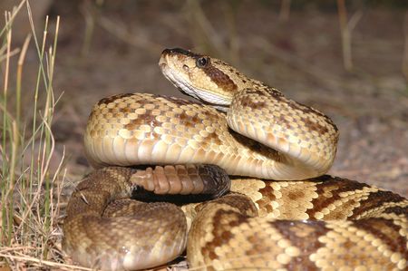 A black-tailed rattlesnake from southern Arizona in a defensive posture.