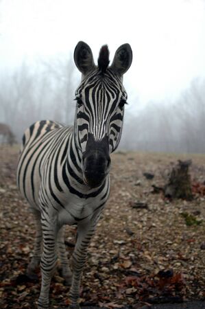 A black and white zebra stands alone with fog and sky in the background.の写真素材
