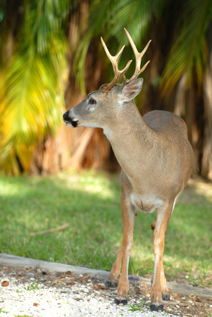 This an an adult male key deer, they are much smaller than mainland white tail deer, standing just a little higher than a medium to large dog.の写真素材