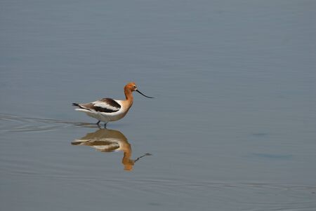 This american avocet is hunting in the shallow wetlands, photographed in central Kansas.の写真素材