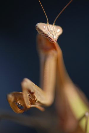 a large mantis against a dark colored background.の写真素材