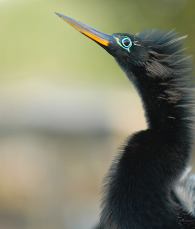 The anhinga is an odd looking bird with a long neck and a taste for fish.の写真素材