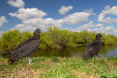 Two American black vultures overlook the swamp in Everglades National Park.の写真素材
