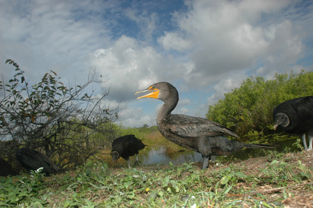 A cormorant and a couple of black vultures hanging out in the Everglades.の写真素材