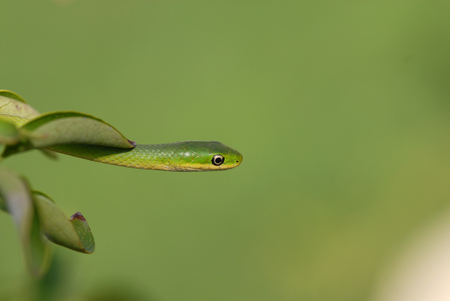 Thee small arboreal snake can be very difficult to see crawling along branches and green leaves.の写真素材
