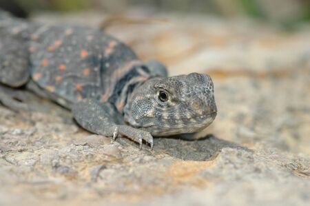 An eastern collard lizard photographed in NW Missouri.の写真素材