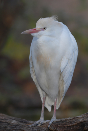 This cattle egret appears to be posing while perched on a limb.の写真素材