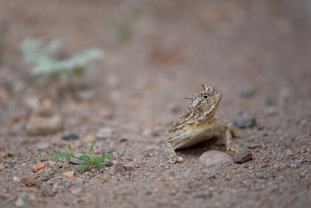 The horned lizard from the desert south west of the United States.の写真素材