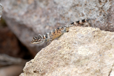 A small spiny lizard shedding its skin and growing a new tail.の写真素材