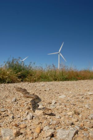 An adult gopher snake with a giant wind mill behind it in the background, photographed in central Kansas.の写真素材