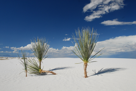 Vegetation is sparse among the dunes in White Sands National Monument in New Mexico.の写真素材