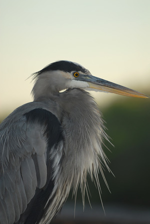 A profile view of a great blue heron in southern Florida.の写真素材