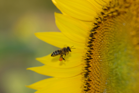A honey been with an already large load of pollen attempting to get more from a huge sunflower.の写真素材