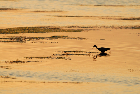 A wading bird is seen here wading in the shallow water in a south Florida bay.の写真素材