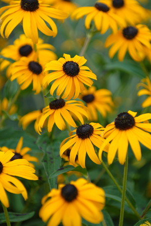 A group of black-eyed susan flowers with some in sharp focus and some blurred.の写真素材