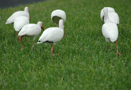 A small group of American white ibis birds forage in recently cut grass on a south Florida lawn.の写真素材