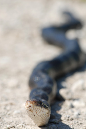A black rat snake stretched out across a gravel road.