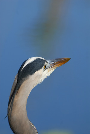 A portrait of a great blue heron from south Florida.の写真素材