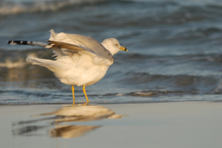 A laughing gull at the waters edge on Padre Island.の写真素材