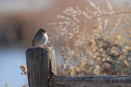 A small sparrow perched on a weathered fence post on a cold winter day in New Mexico.の写真素材