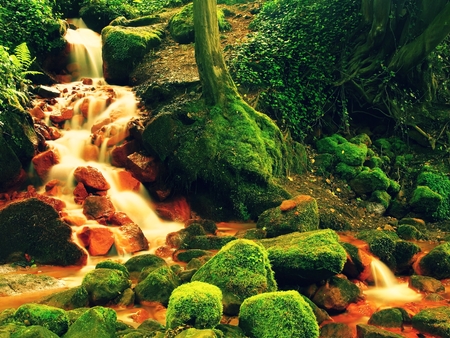Cascades in rapid stream of mineral water. Red ferric sediments on big boulders between green ferns.の写真素材
