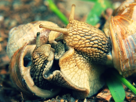 Two big snails have a sex. Very closeup view it snail sexual actions in grassの写真素材