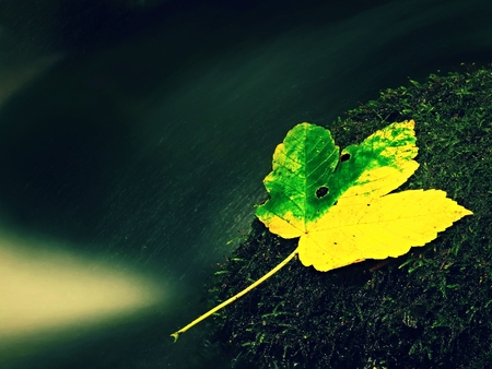 Rotten maple leaf on wet stone in streamの写真素材