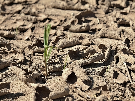 Dry ground of cracked clay with last green flower.