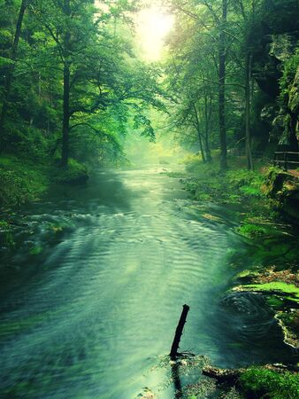 View to mountain stream below green leaves of acacias, beeches and oaks. Water level makes green reflections. The begining of summer at mountain river.の写真素材