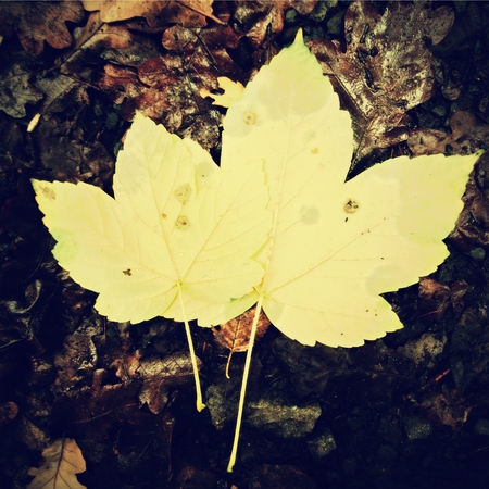 Park ground with autumn leaves. Yellow green broken maple leaf on mossy stone.の写真素材