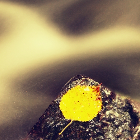 Bright yellow aspen leaf. Nice yellow broken leaf on wet stone in blurred water of mountain stream cascade.の写真素材