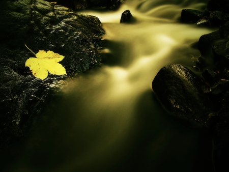 Mountain stream with maple leaf on basalt boulder. Symbol of autumn.の写真素材