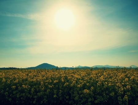 Trees, stalk of rape in the spring yellow field of blooming rapes, the sharp hill on the horizon. Hot summer day.の写真素材