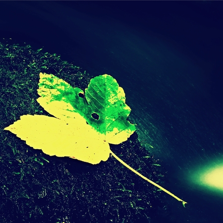 Two colors maple leaf on stone in rapids.の写真素材