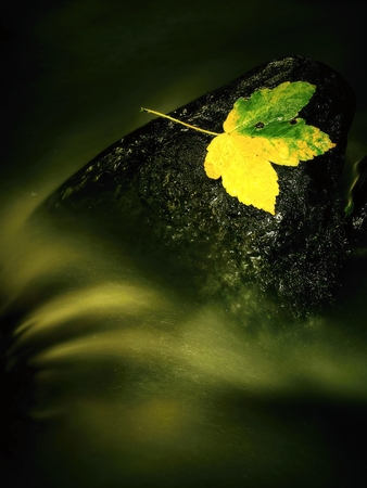 The colorful broken maple leaf fallen on sunken basalt stone in blurred water of mountain stream.の写真素材