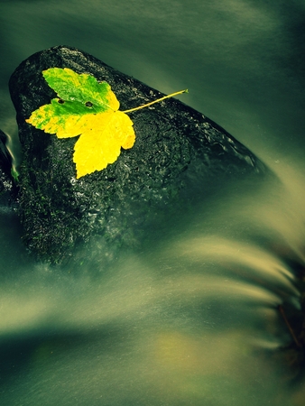 Nice colorful broken maple leaf on basalt stone in blurred water of mountain stream cascade. Autumn colors.の写真素材